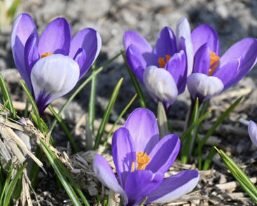 Krokus, šafrán botanický 'Yalta'