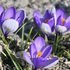 Crocus _Yalta_.png