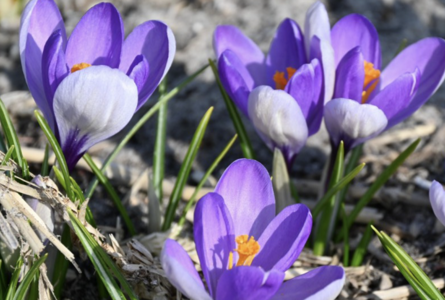 Krokus, šafrán botanický 'Yalta' - Crocus 'Yalta'