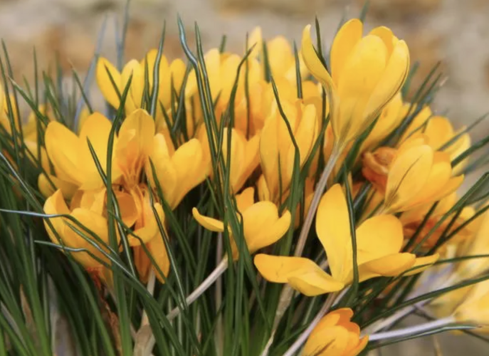 Krokus, šafrán 'Yellow Mammoth' - Crocus 'Yellow Mammoth'