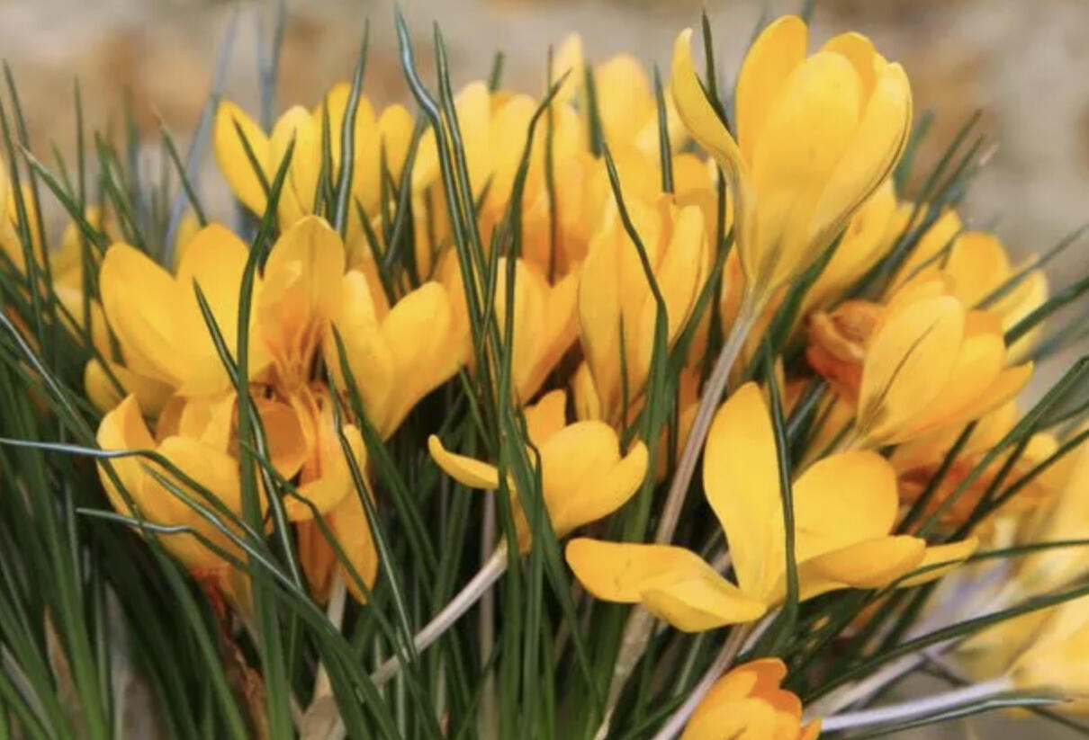 Krokus, šafrán 'Yellow Mammoth' - Crocus 'Yellow Mammoth'