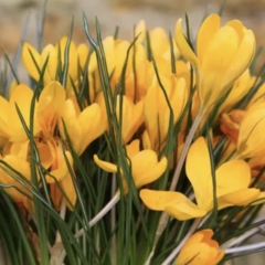 Krokus, šafrán 'Yellow Mammoth' - Crocus 'Yellow Mammoth'