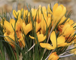 Krokus, šafrán 'Yellow Mammoth'
