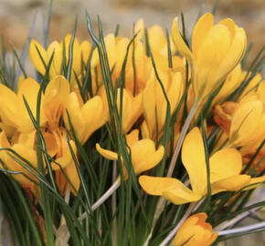 Krokus, šafrán 'Yellow Mammoth'