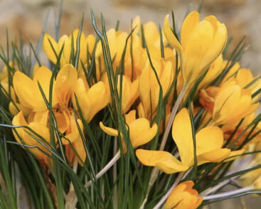 Krokus, šafrán 'Yellow Mammoth'