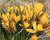 Krokus, šafrán 'Yellow Mammoth'