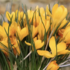 Crocus _Yellow Mammoth_.png