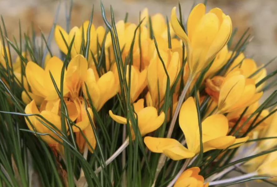 Krokus, šafrán 'Yellow Mammoth' - Crocus 'Yellow Mammoth'