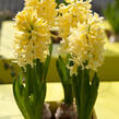 Hyacint 'Gipsy Princess' - Hyacinthus 'Gipsy Princess'