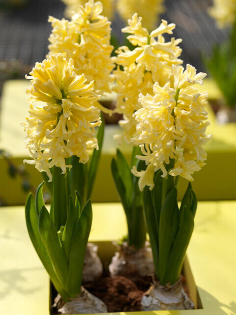 Hyacint 'Gipsy Princess' - Hyacinthus 'Gipsy Princess'