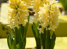 Hyacint 'Gipsy Princess' - Hyacinthus 'Gipsy Princess'
