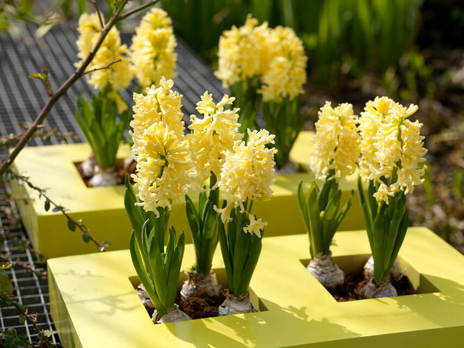 Hyacint 'Gipsy Princess' - Hyacinthus 'Gipsy Princess'