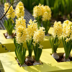 Hyacint 'Gipsy Princess' - Hyacinthus 'Gipsy Princess'
