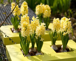 Hyacint 'Gipsy Princess'