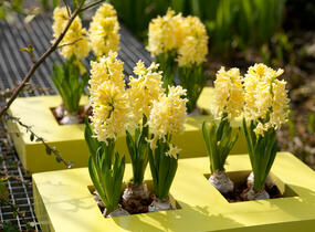 Hyacint 'Gipsy Princess' - Hyacinthus 'Gipsy Princess'