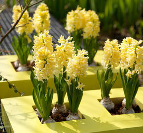 Hyacint 'Gipsy Princess' - Hyacinthus 'Gipsy Princess'