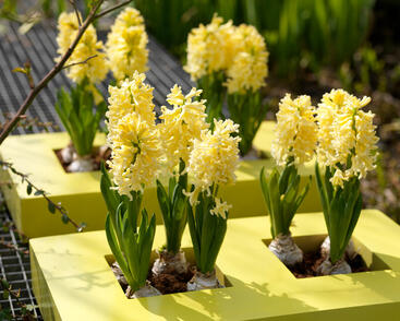 Hyacint 'Gipsy Princess'