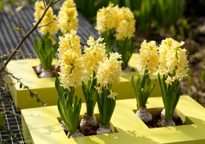 Hyacint 'Gipsy Princess' - Hyacinthus 'Gipsy Princess'