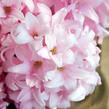 Hyacint 'China Pink' - Hyacinthus 'China Pink'