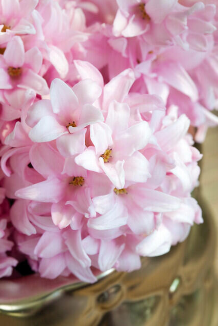 Hyacint 'China Pink' - Hyacinthus 'China Pink'