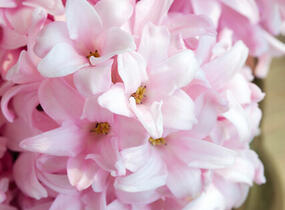 Hyacint 'China Pink' - Hyacinthus 'China Pink'