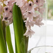 Hyacint 'China Pink' - Hyacinthus 'China Pink'