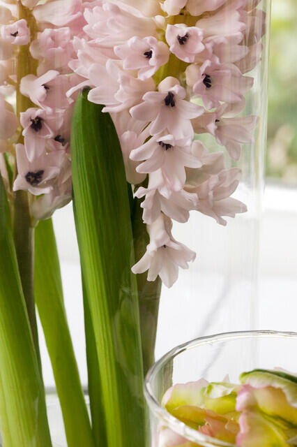 Hyacint 'China Pink' - Hyacinthus 'China Pink'