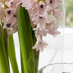 Hyacint 'China Pink' - Hyacinthus 'China Pink'