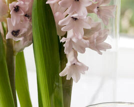 Hyacint 'China Pink'