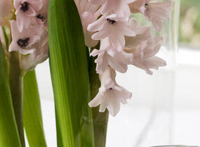 Hyacint 'China Pink' - Hyacinthus 'China Pink'
