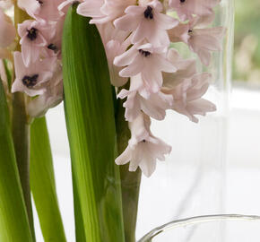 Hyacint 'China Pink' - Hyacinthus 'China Pink'