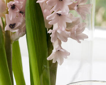 Hyacint 'China Pink'
