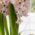 Hyacinthus _China Pink__01.jpg