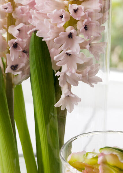 Hyacint 'China Pink' - Hyacinthus 'China Pink'