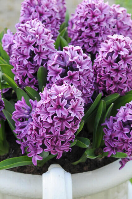 Hyacint 'Miss Saigon' - Hyacinthus 'Miss Saigon'