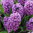 Hyacint 'Miss Saigon' - Hyacinthus 'Miss Saigon'