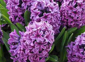 Hyacint 'Miss Saigon' - Hyacinthus 'Miss Saigon'