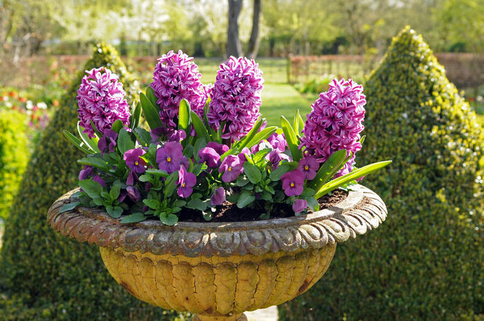 Hyacint 'Miss Saigon' - Hyacinthus 'Miss Saigon'