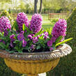 Hyacint 'Miss Saigon' - Hyacinthus 'Miss Saigon'