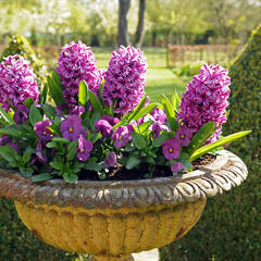 Hyacint 'Miss Saigon' - Hyacinthus 'Miss Saigon'