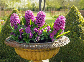 Hyacint 'Miss Saigon' - Hyacinthus 'Miss Saigon'
