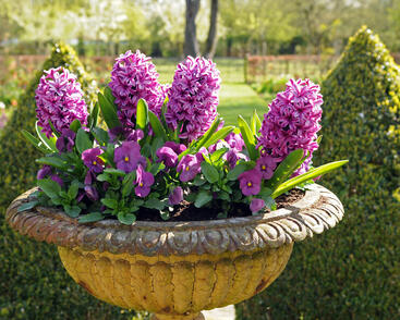 Hyacint 'Miss Saigon'