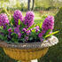 Hyacinthus _Miss Saigon__01.jpg