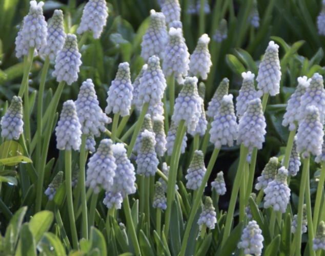 Modřenec arménský 'Peppermint' - Muscari armeniacum 'Peppermint'
