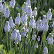 Modřenec arménský 'Peppermint' - Muscari armeniacum 'Peppermint'