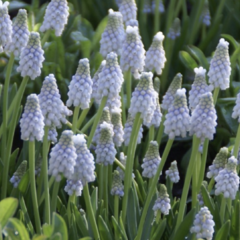 Modřenec arménský 'Peppermint' - Muscari armeniacum 'Peppermint'
