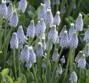 Modřenec arménský 'Peppermint' - Muscari armeniacum 'Peppermint'