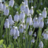Muscari armeniacum _Peppermint_.png