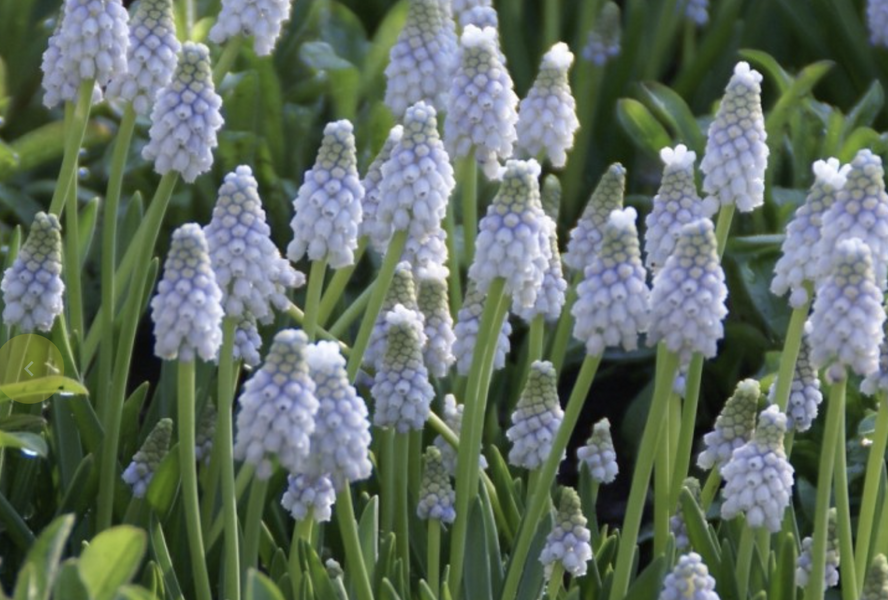 Modřenec arménský 'Peppermint' - Muscari armeniacum 'Peppermint'