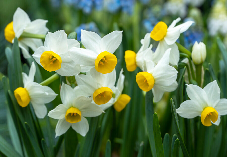 Narcis Tazetta 'Canaliculatus' - Narcissus Tazetta 'Canaliculatus'